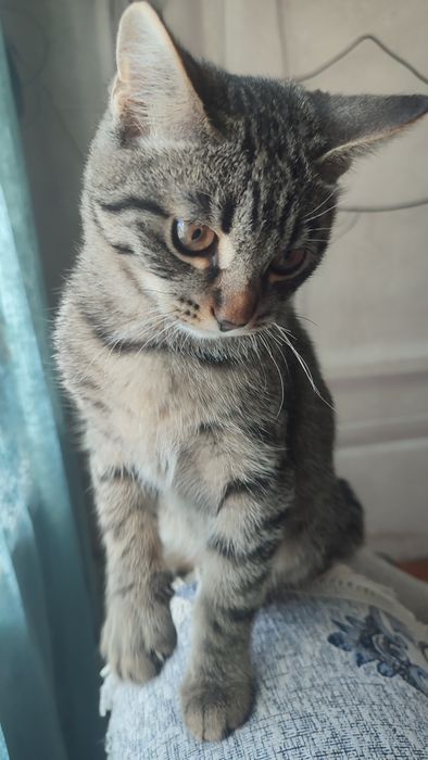 Отдадим котика очень красивый