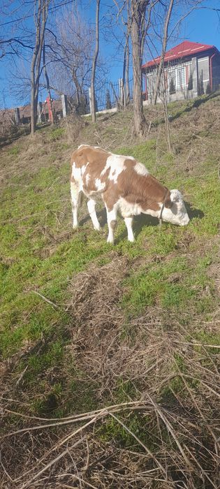 Vițea balțati românesti