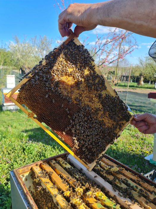 Vând familii de albine