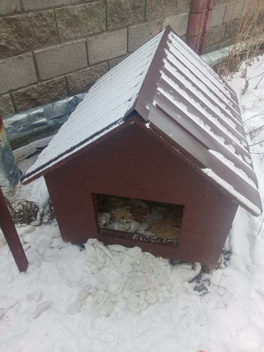 Продаю Бутка для собак