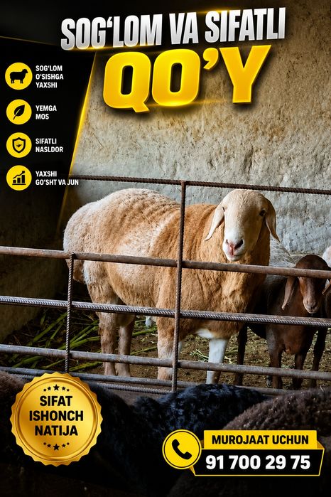 Haqiqiy zod uchun  qo‘y ishqibozlari uchun zotdor Arashan qo‘chqor nas