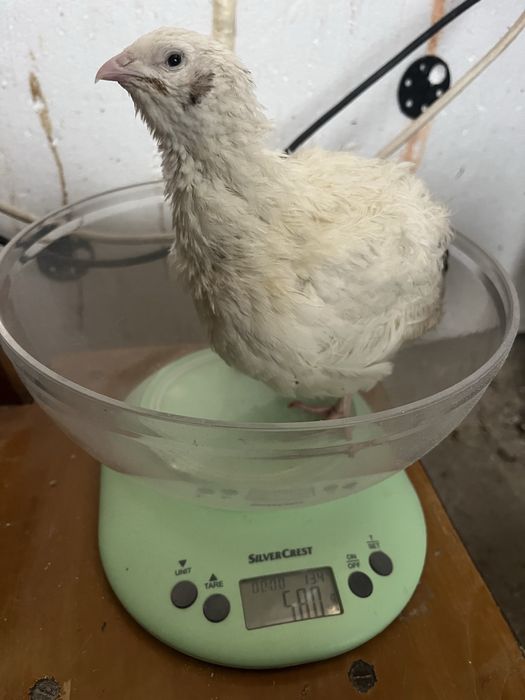 Oua de prepelite ,pui, pasari , carcasa