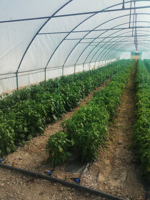 Sere si solarii pentru familie si industrie