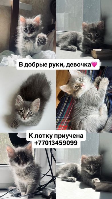 Кошечка 2 месяца в добрые руки
