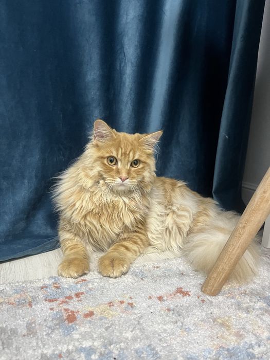 Менкум кошка цена:90000