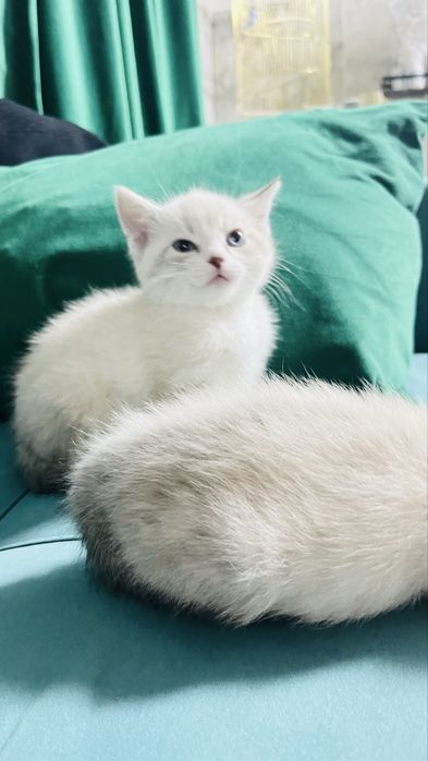 Отдам котят  в добрые руки