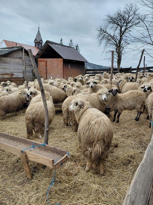 De vânzare oi 100 buc