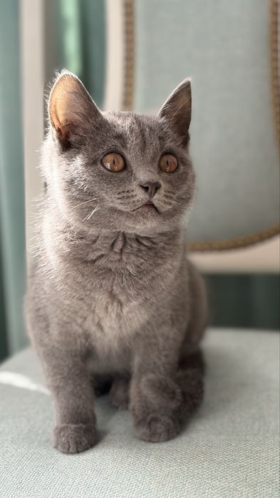 Кот. Активный. 4 месяца.
