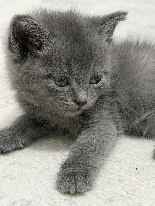 Продаю котенка девочка