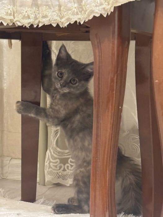 Отдам кошку в добрые руки