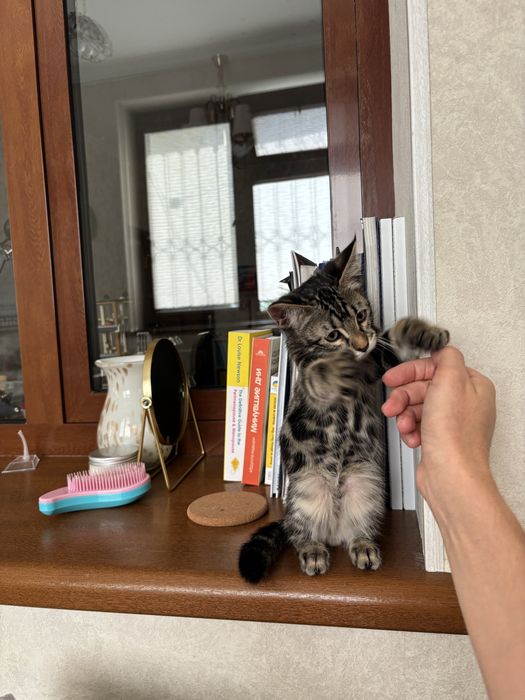 Отдам котенка в добрые руки