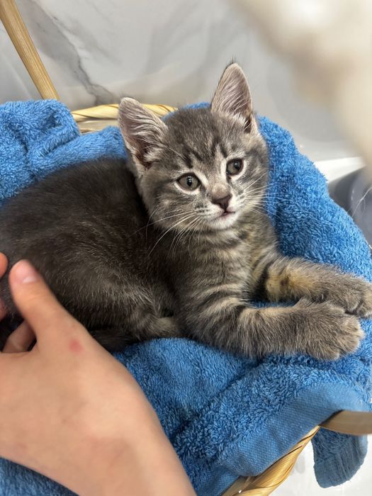 Котенок девочка 3 месяца