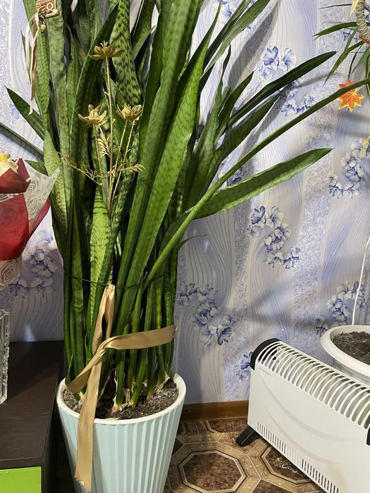 Продам комнатные растения красивые