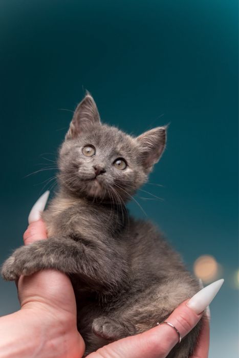 Киара (3,5 месяцев) ищет самых любящих котородителей