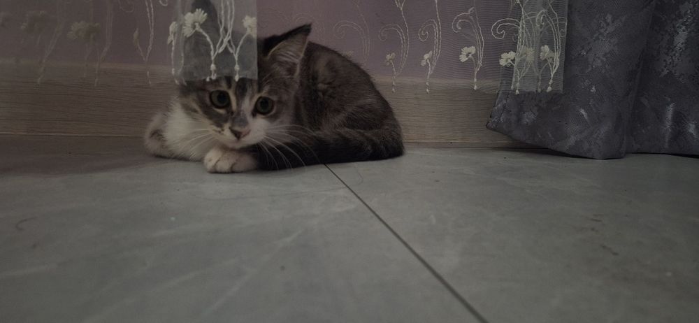 Котёнок девочка даром в добрые, ответственные руки