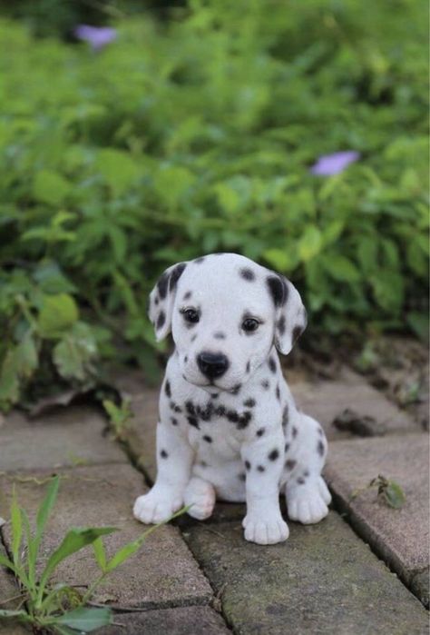 Продаются щенки Далматинца