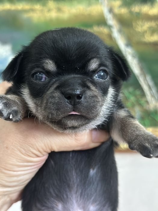 Чихуашки беби фейс