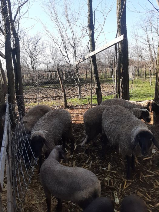 Vând 6 oi 3 fatate și 3 urmează sa fete