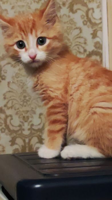 Котенок в добрые руки