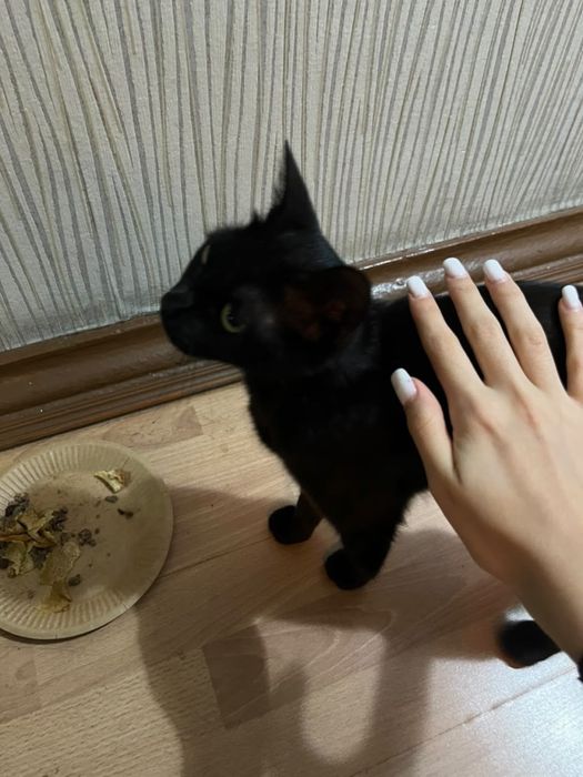 Кошка подросток ищет старого хозяина
