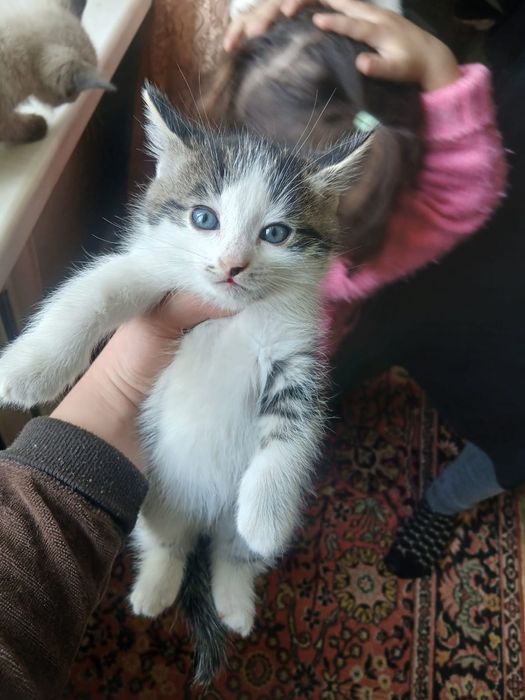 Котенок бесплатно