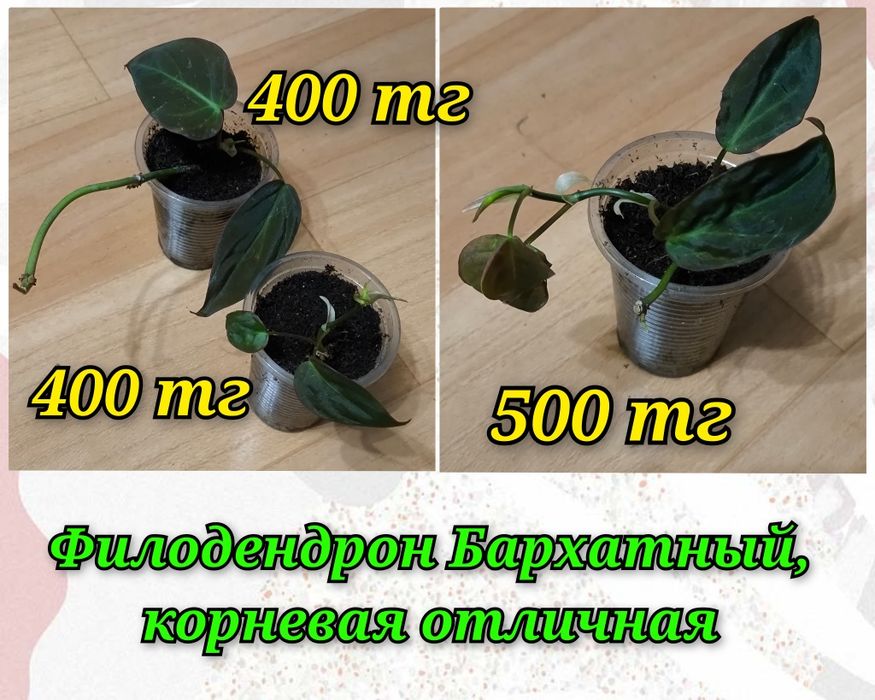 Филодендроны, эпипремнум, кринум
