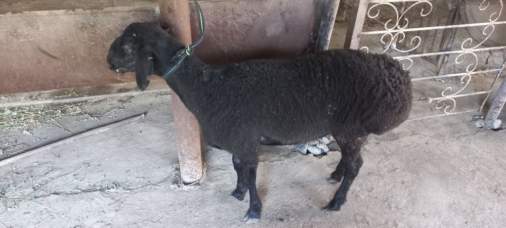 Кучкорлар сотилади