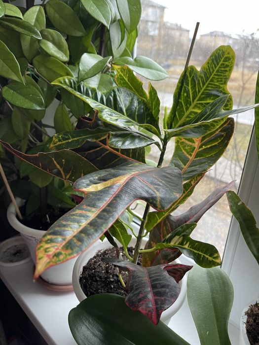 Продам цветы ХОЙЯ, филодендрон , Диффенбахия и т.д