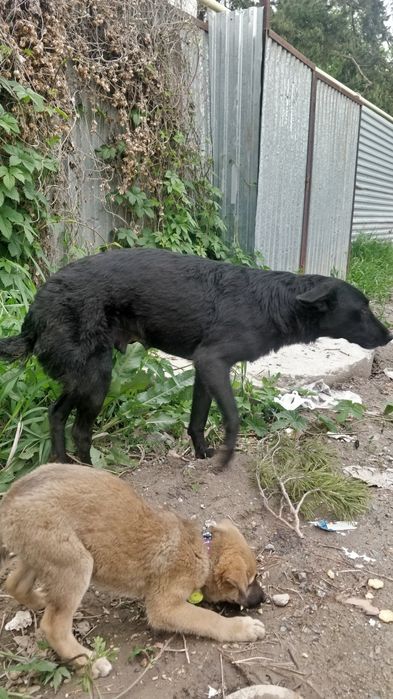 Собака со щенками ищут дом и хозяев