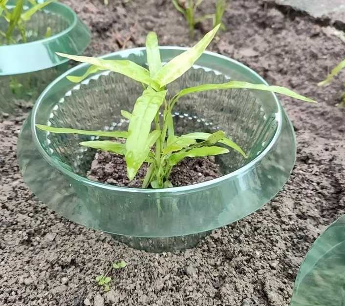 Guleri reutilizabili din plastic pentru melci și limacși