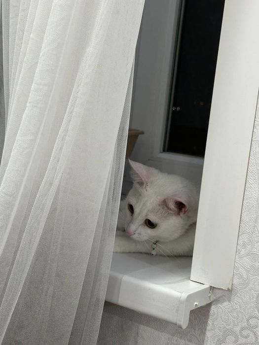 Отдам бесплатно белую кошку