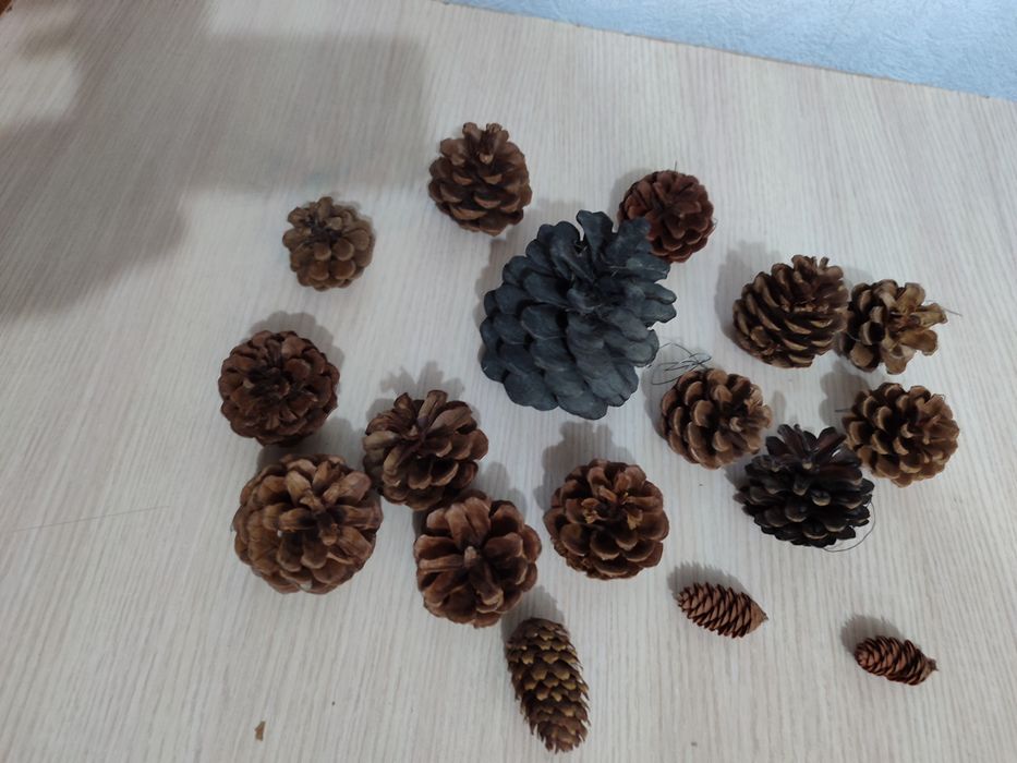 Шишки сосновые для декора