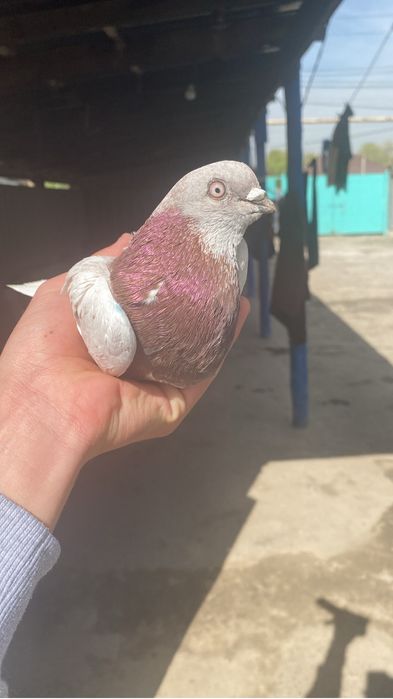 Продам голубя тасман