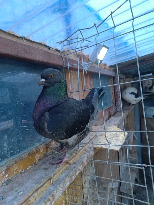 Porumbei americani și kingi