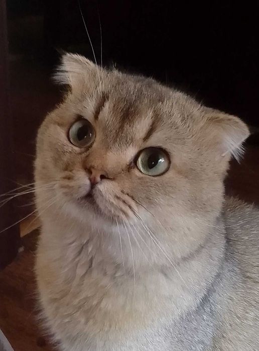 Вязка.Скоттиш фолд кот. Документы.