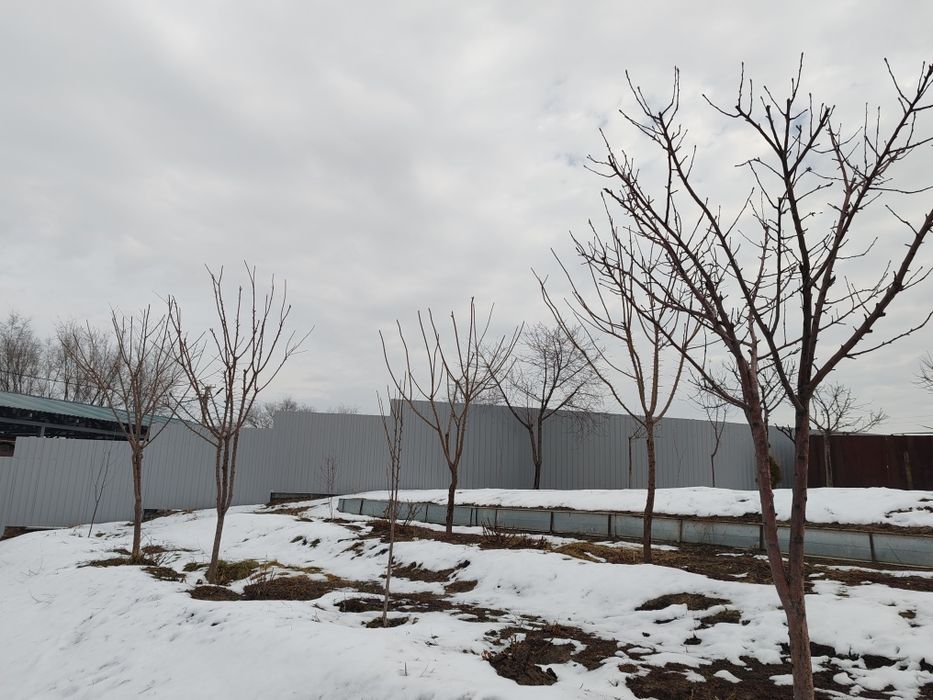 Обрезка плодовых деревьев