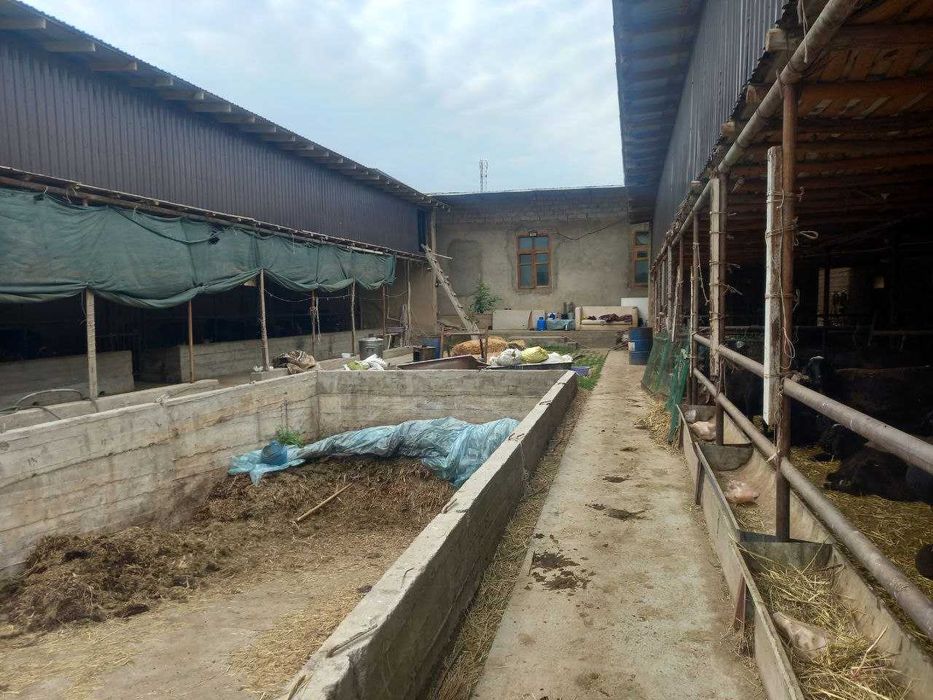 Ферма сотилади! Тошкент туманида (ориентир Сарке махалла)