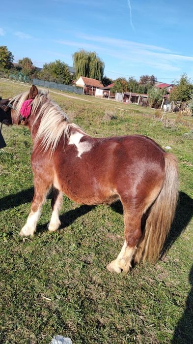 Vând ponei 5 ani