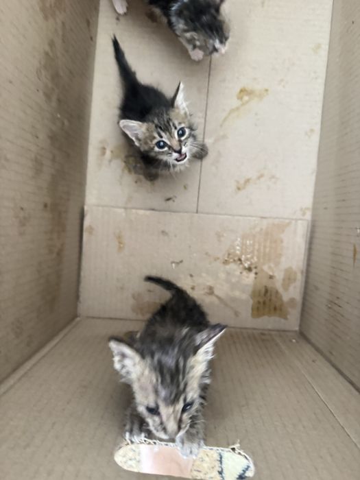 Котята в хорошие руки