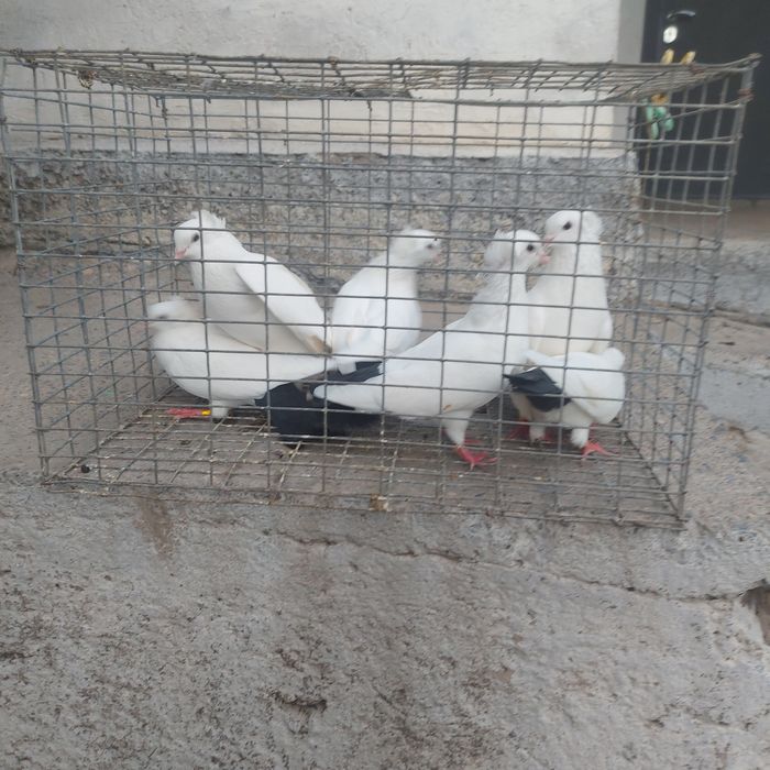 Чернахвость чубати обрезные
