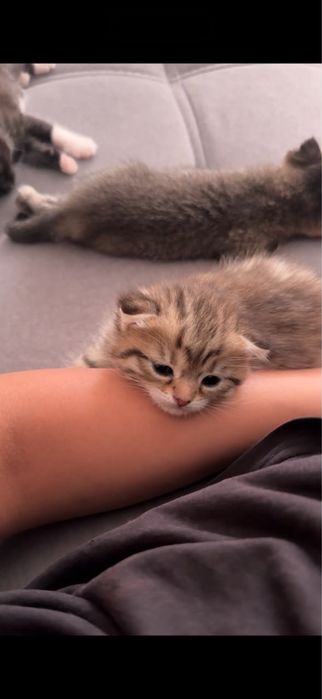 Котяты, мысык 4