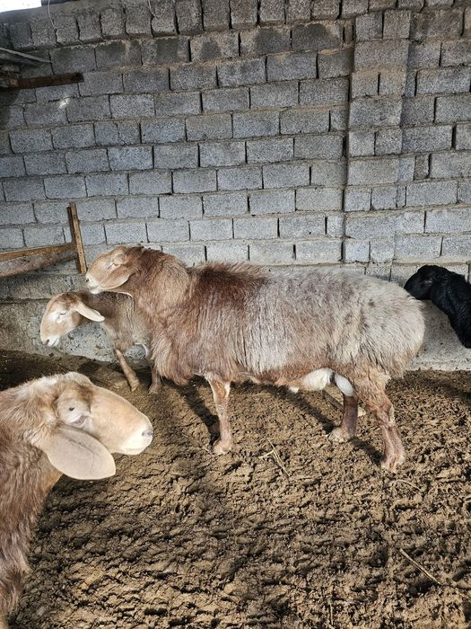 Qochqor sotilad  yoshi 3 yow