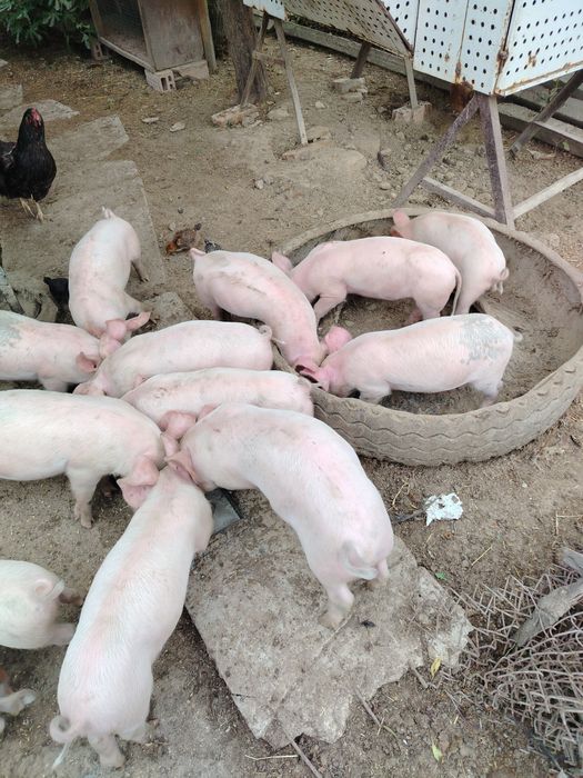 Малки бели прасета