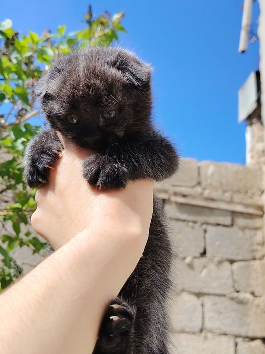 Sotiladi skotish fold