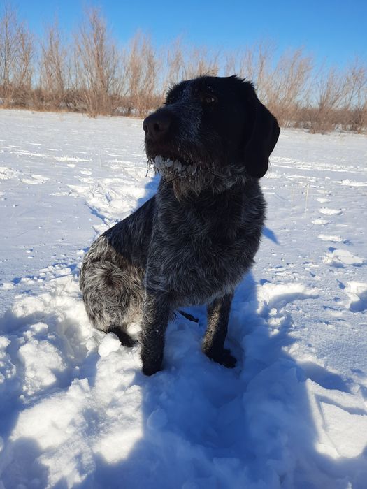 Дратхаар на вязку