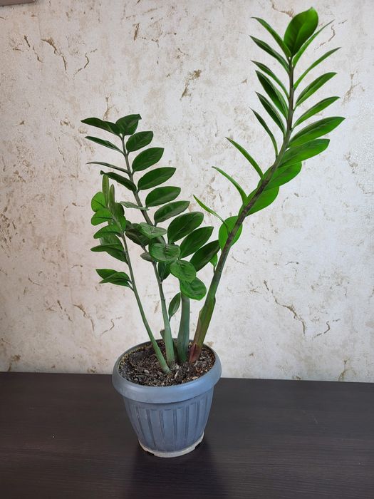 Бугенвилии  замиакулькас