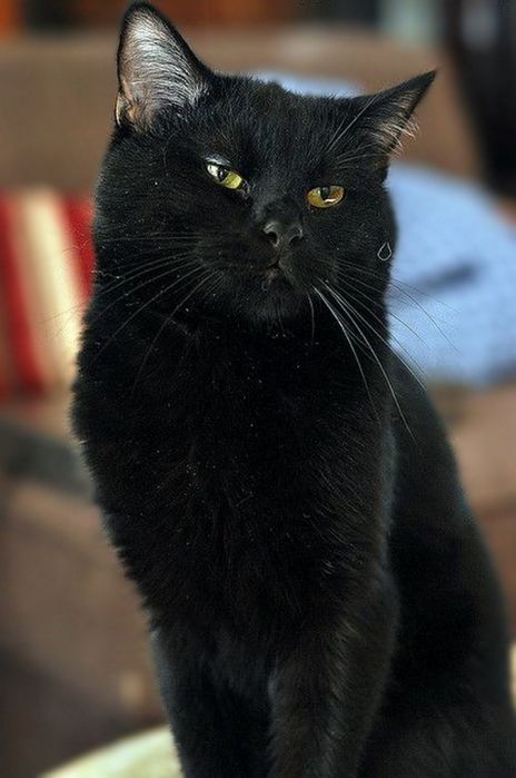 Кот в добрые руки