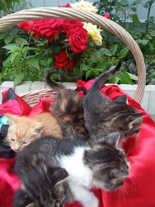 Отдам котят с доставкой