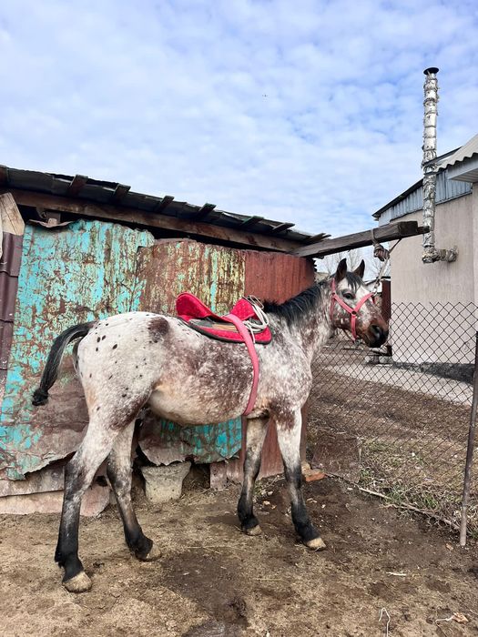 Продам лошадя спакойный  жеребца
