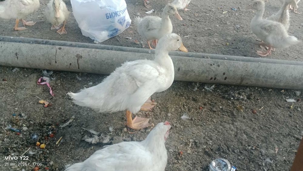 Үйрек сатылады/ Продам утки